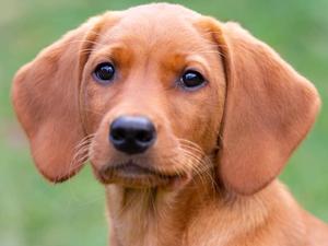 Mochuto puppy