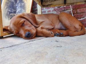 Mochuto puppy