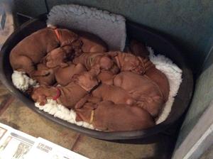 The Pups