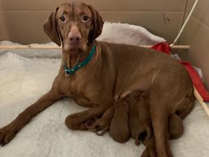 Proud Mum & Pups