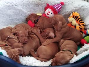 The Pups!