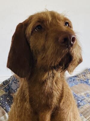 Margaux
