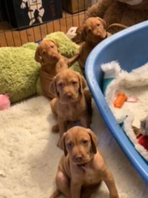 Some of the Pups