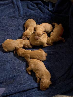 The Pups