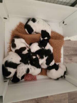 Pup available