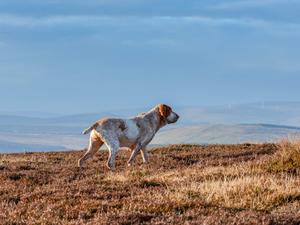Clem pointing grouse