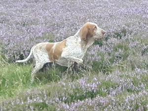 Teo Pointing Grouse
