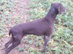 Root Picking Up on Partridge