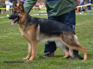 Scotland GSD