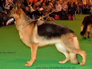 Crufts 2017