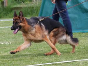 Southern Puppy Show