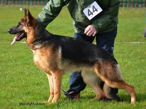 Bolton GSD