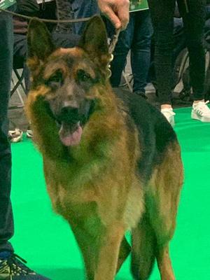 Drago Crufts Winner 2020