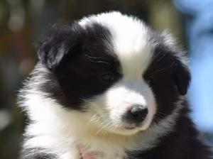 Available Boy