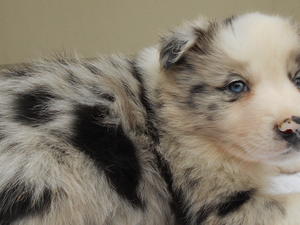 champdogs border collie puppies