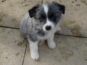 lighter silver male