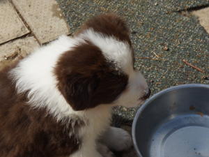 Male pup available