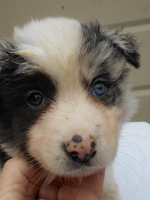 Blue merle girl