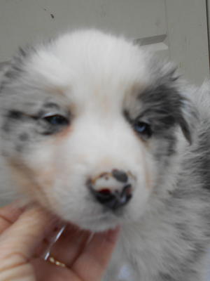 Blue merle boy
