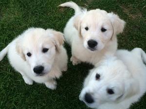 6 weeks old and growing fast