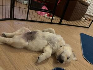 1 10 week old bitch puppy still available