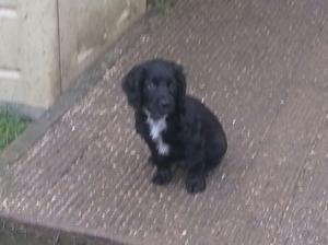 Dog pup
