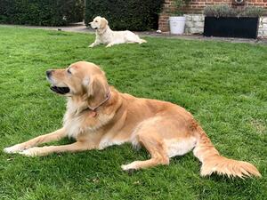 Poppy and one of her puppies