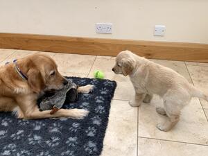 Poppy and Willow