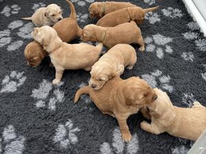 Puppies at 3 weeks