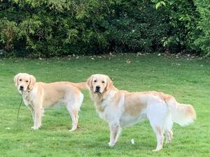 Willow (left) with brother