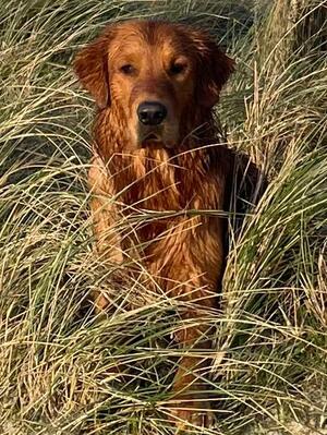 Brodie (Sire)
