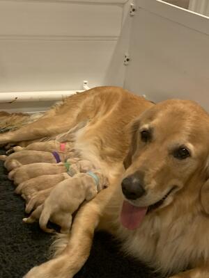 Poppy's second litter