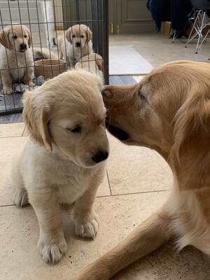 Words of advice to puppy!