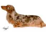 Miniature Long Haired Dachshund Breeders Near Chelmsford Essex