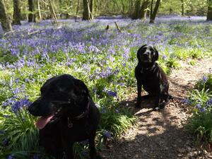 In the bluebells with Mum