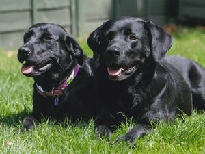 Jett and Jada