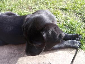 Laying in the sun