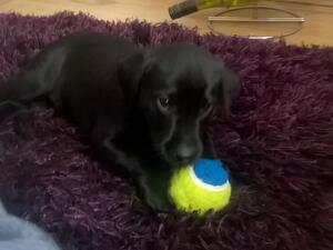 Puppy Jada