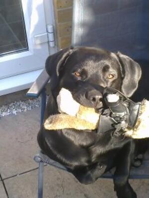 Loved his Meerkat
