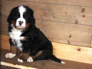Katie - 6 weeks old