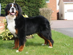 Joker - 12 months Standing