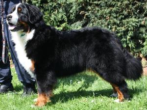 Elkie - 13 months old