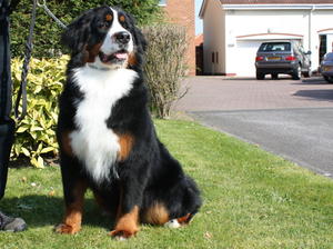 Steffi - 1 year old - Sitting