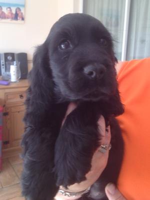 black female cocker spaniel