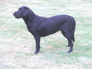 Doris (Blackthorn Scotty of Valeshot)