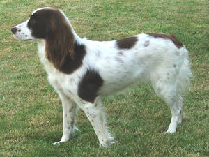 Tia (Welch Spott of Valeshot)