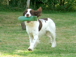 Ollie (Valeshot Bazanty Lad)