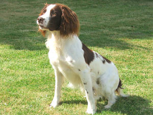 Ollie (Valeshot Bazanty Lad)