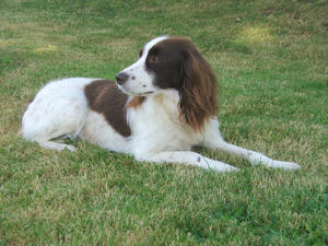 Tia (Welch Spott of Valeshot)
