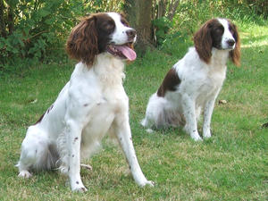 Ollie & Dam (Tia)